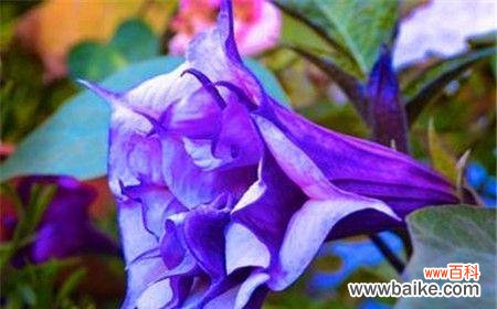 揭开曼陀罗花的神秘面纱，探寻其深层含义 曼陀罗花的花语及其意义