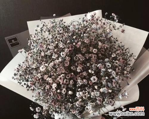 探寻满天星花语的象征意义和内涵 满天星花语的深意——浪漫与希望