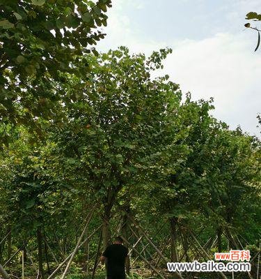 探索植物全冠形态的美丽与功能 苗木全冠的意义与特点