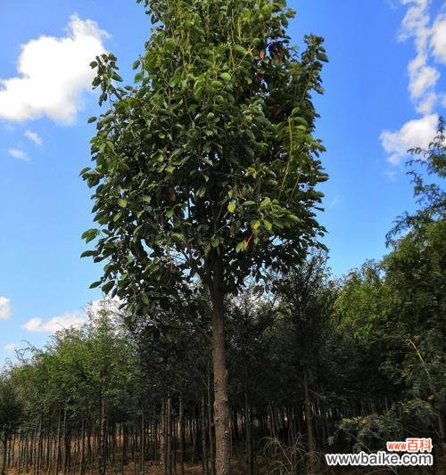 探索植物全冠形态的美丽与功能 苗木全冠的意义与特点