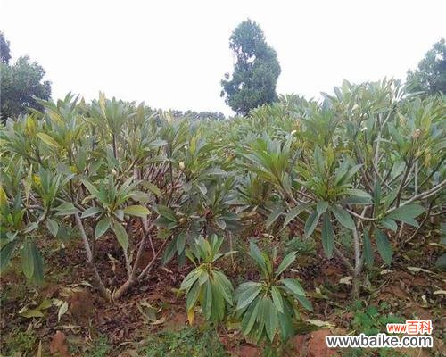 探索植物全冠形态的美丽与功能 苗木全冠的意义与特点