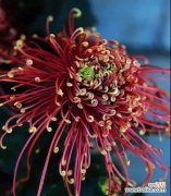 四君子之花 梅兰竹菊的象征意义及其文化内涵