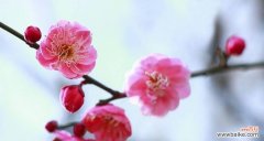 梅花的美丽与意义，以及它在文化中的重要地位 梅花