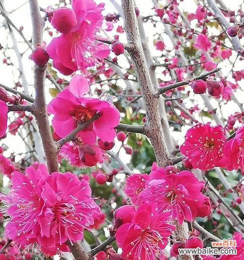 探寻梅花所代表的品质与意义 梅花的花语——坚韧不屈