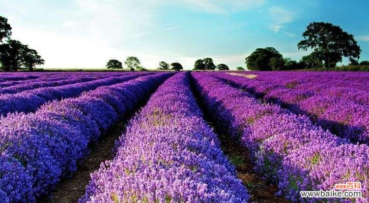 以花语解读绵毛水苏的深刻内涵 绵毛水苏的花语与意义