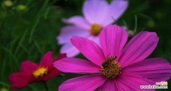 以花语解读绵毛水苏的深刻内涵 绵毛水苏的花语与意义