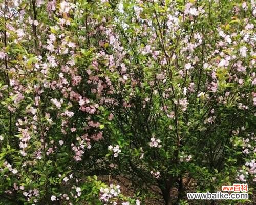 探究米径在测量和计算中的应用 米径的定义与意义