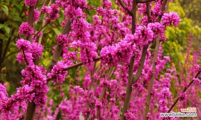 探究米径在测量和计算中的应用 米径的定义与意义