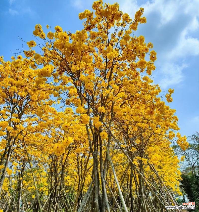 探究米径在测量和计算中的应用 米径的定义与意义