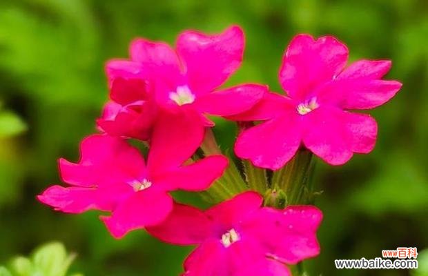 一朵盛开的花,一种美丽的象征 美女樱的花语与寓意