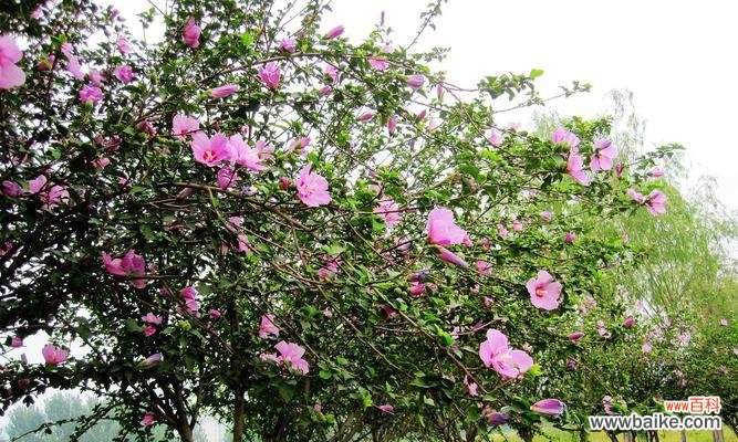 探索苗木地径对植物生长的促进效果 苗木地径的意义与作用