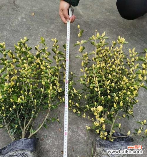 探索苗木地径对植物生长的促进效果 苗木地径的意义与作用