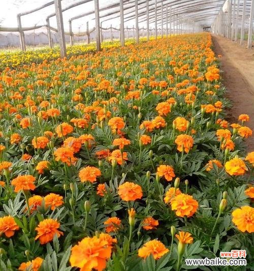 探索苗木地径对植物生长的促进效果 苗木地径的意义与作用