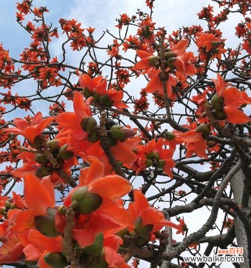 探寻木棉花的花语与意义 木棉花