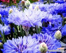 矢车菊 探寻矢车菊的花语和寓意