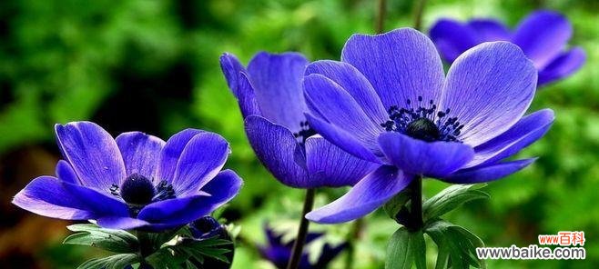 探索世界各地不同文化中的悲伤花语 世界悲伤花语