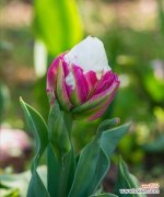 揭示花语美丽的背后 花语美丽的语言，最美的花语是什么