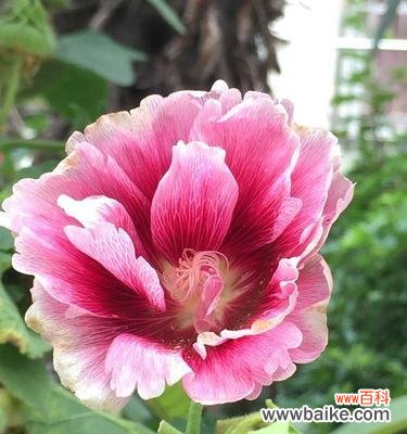 揭示蜀葵花语的美丽内涵 蜀葵花语的意义及传承