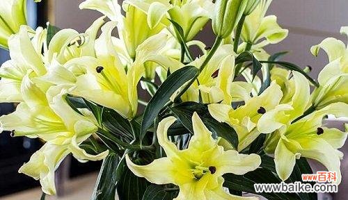 用花语传递对老师的敬意和祝福 向老师表达感激之情的花语