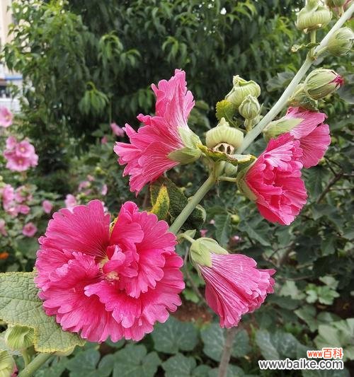 美丽的蜀葵之谜与神秘的花语解析 蜀葵的花语与传说