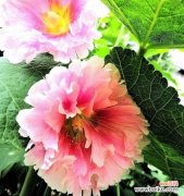 探秘蜀葵花的文化内涵与象征意义 蜀葵花语