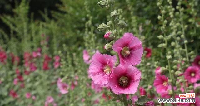 探寻蜀葵的秘密与美 蜀葵花语的意义及象征