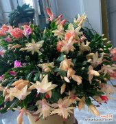 简单易行的水培技巧 以水繁殖花的方法