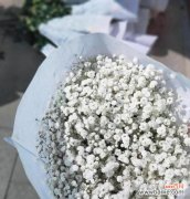 满天星花语和它的象征意义是什么？