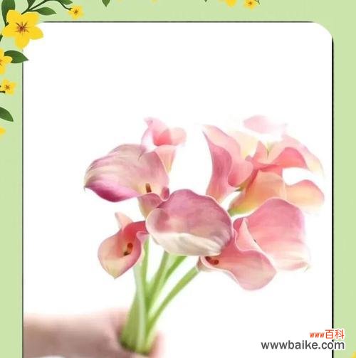 海竽花的花语有何特别之处?