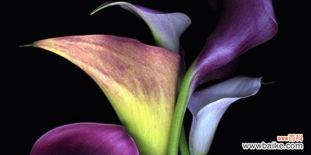 海竽花的花语有何特别之处?