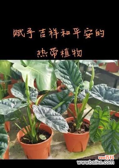 海竽花的花语有何特别之处?