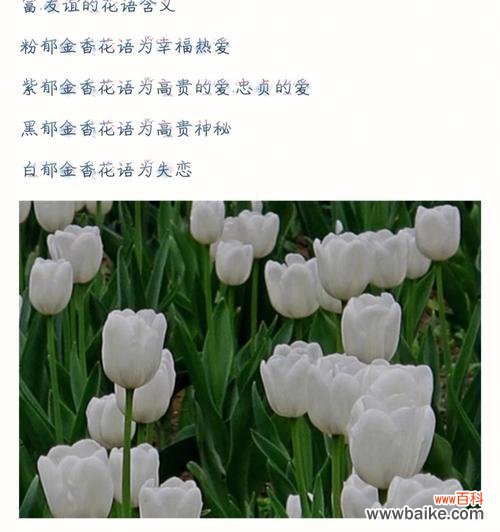 塔姬秋丽花语代表了哪些情感？