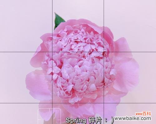 九叶草的花语有何深意?