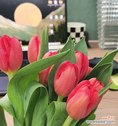 九叶草的花语有何深意?