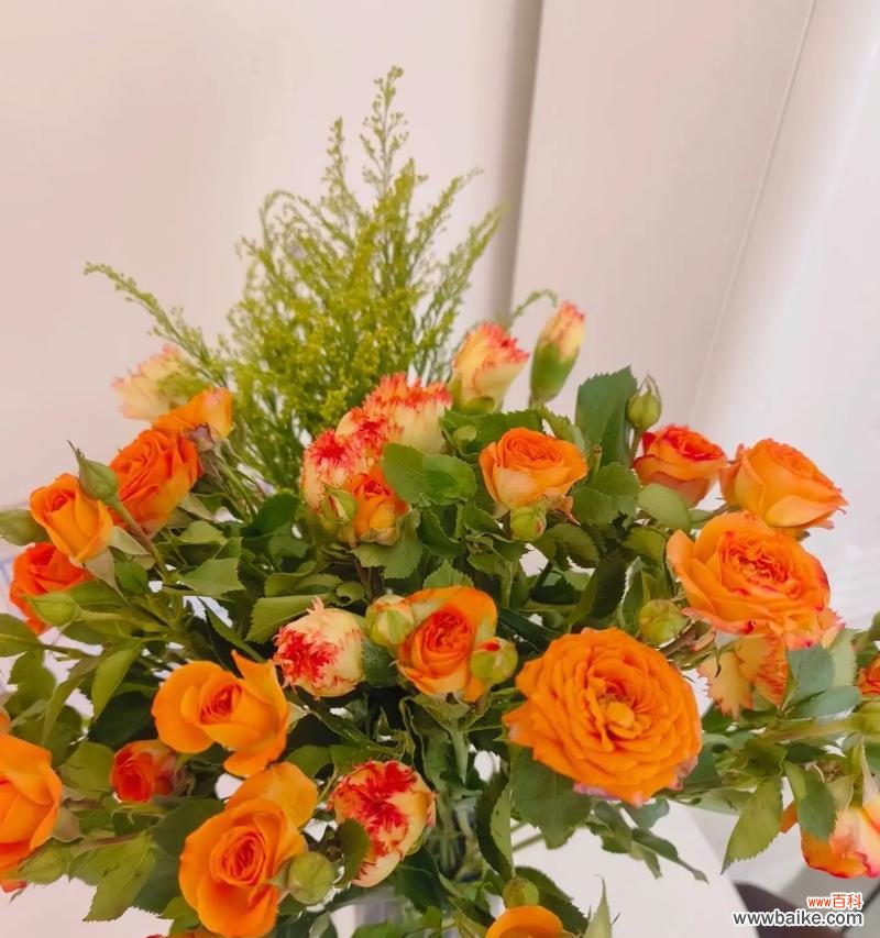 九叶草的花语有何深意?