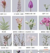 毛毛虫花的花语有哪些寓意？