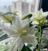 白合牡丹花语代表了什么？