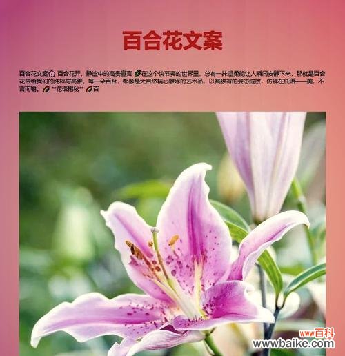 百合欢的花语象征着什么?