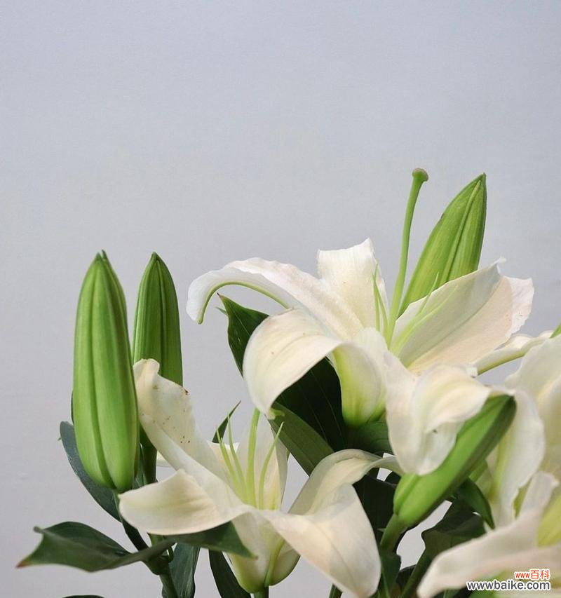 百合欢的花语象征着什么?