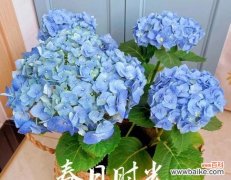 红洋绣球花语有哪些寓意？