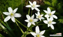 鸟乳花的花语有何深意？