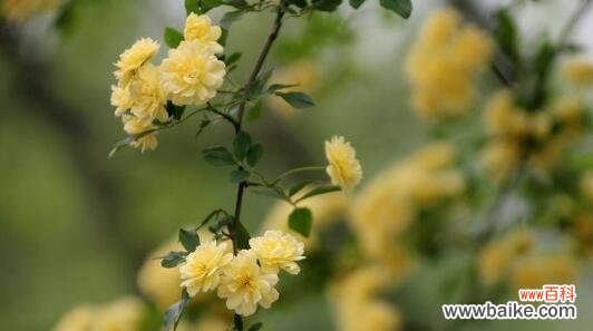 木香花的花语及其象征意义,让我们用花语表达情感 木香花的花语——寄托思念和友情