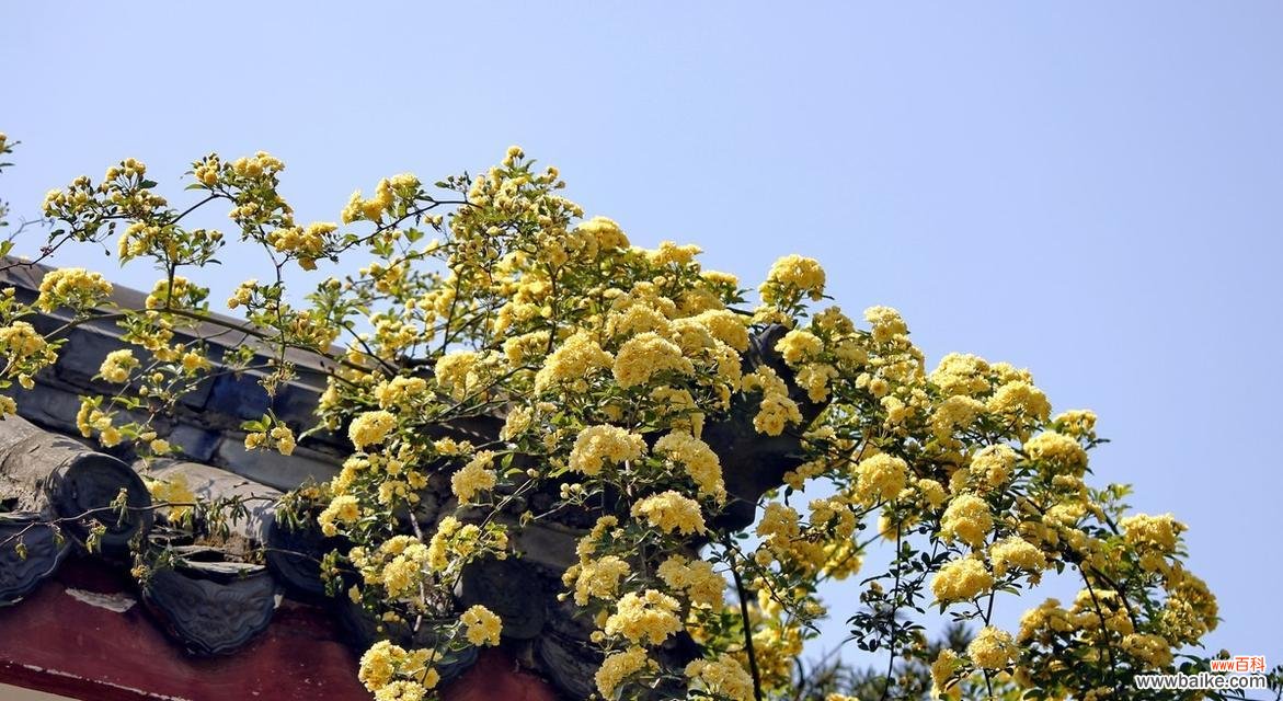 木香花的花语及其象征意义,让我们用花语表达情感 木香花的花语——寄托思念和友情