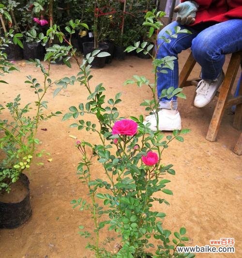 木香花的花语及其象征意义,让我们用花语表达情感 木香花的花语——寄托思念和友情