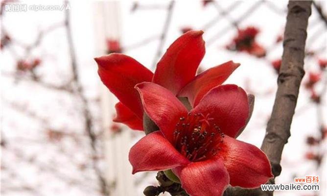 探寻木棉花象征的意义与内涵 木棉花的精神世界