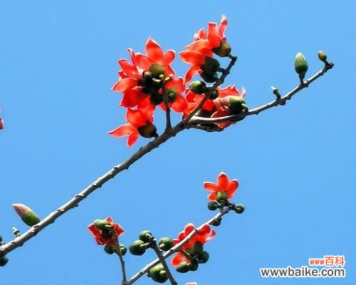 探寻木棉花象征的意义与内涵 木棉花的精神世界