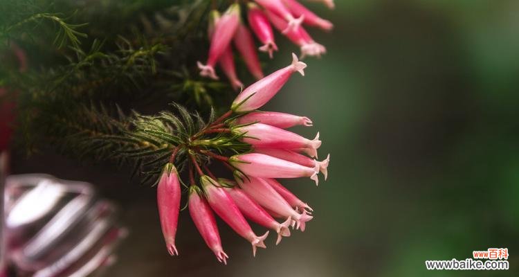 探寻欧石楠花语的深层含义 以欧石楠的花语是什么？