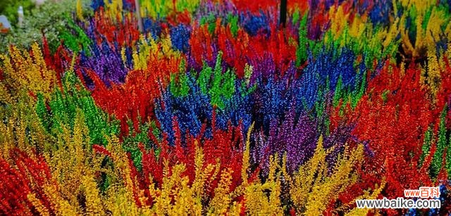 探寻欧石楠花语的深层含义 以欧石楠的花语是什么？