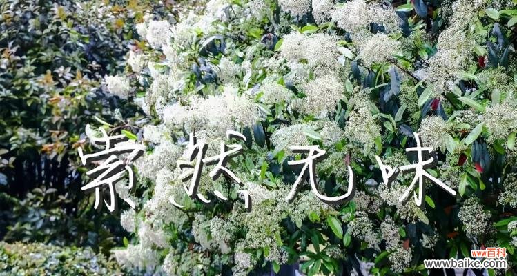 探寻欧石楠花语的深层含义 以欧石楠的花语是什么？