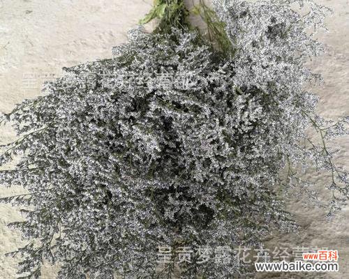 相思之情,永远相守 以情人草的花语